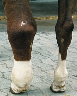 Pferd Einschuss Dickes Bein